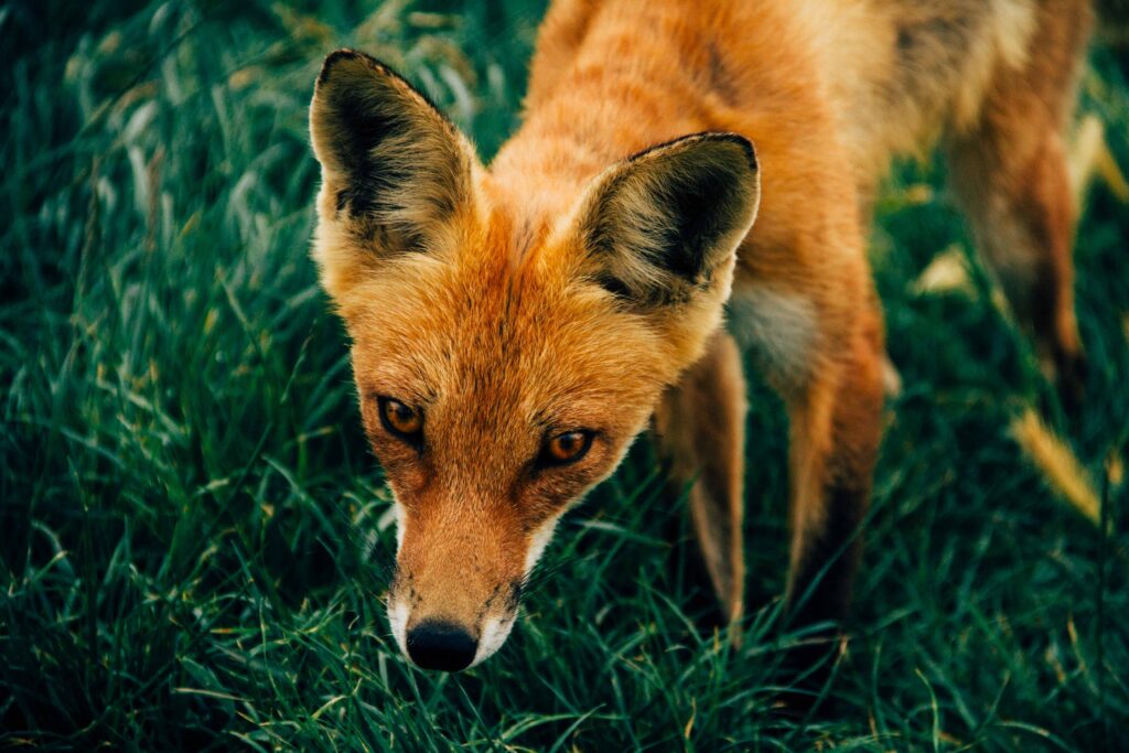 Photo of a fox with its head down 