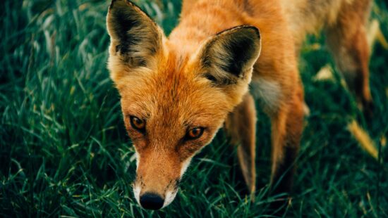 Photo of a fox with its head down