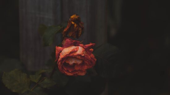Wilting rose for the Rosa Emilia blog post: Para Quien