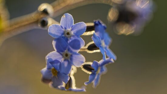 Close up photo of "Forget Me Nots" flower