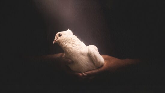 A dark background with a white dove caught in the hands of a person. For blog post La Paz on RosaEmilia.